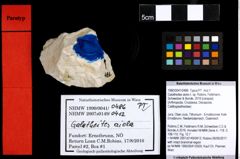 Foto (Objekt + Etiketten) von Galatheites aiola n. sp. (Robins, Feldmann, Schweitzer & Bonde, 2016) 